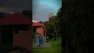 Tis the Season 🥰 #srilanka #kandy #universityofperadeniya #viral #fypシ