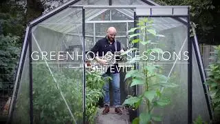 Shtevil // I Wanna Be Your Moneys Friend // Greenhouse Session