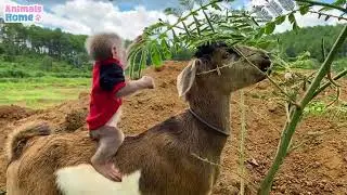 Cute. monkey loves to ride goat