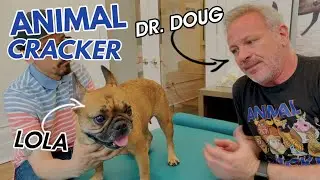 COMPLETELY LAME DOG RUNS AGAIN 🐾 NO IVDD SURGERY NEEDED!