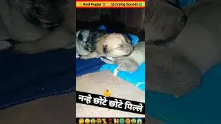 Puppy Crying😭|Dog Sound |Puppy Sound|Chote Pille ki Awaaz #shorts #insaniyat #dog #puppy #shortvideo