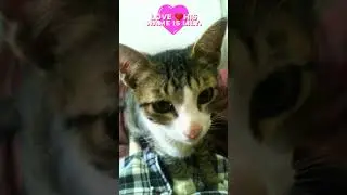 💕 Love Cat