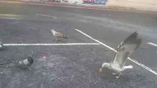 Gaviotas y palomas en mcdonals