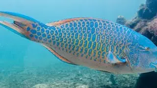 Ikan Kakaktua Biru