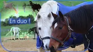 Travail en duo: gestion des énergies et analyse des comportements