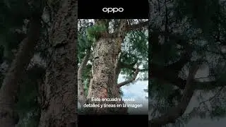 Tip de fotografía: Ángulo contrapicado #fotografia  #smartphone
