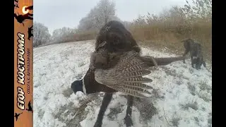 Pheasant hunting and shooting cartridges with new powder.