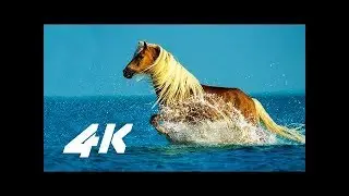 4k video ultrahd samaung suhd demo test video for qled tv