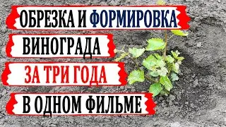 🍇 За 10 минут! Как обрезать и формировать виноград в 1й, 2й и 3й годы с объяснениями и комментариями