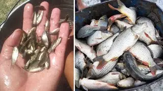 Уй Шароитида Балик етиштириш