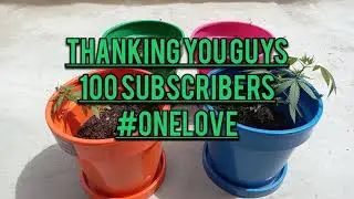 The Complete Guide to Growing Cannabis to Maximize Growth and Potency. Low stress Training Topping