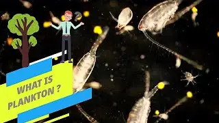 GCS: WHAT IS PLANKTON AND WHY IT IS SO IMPORTANT ?