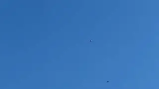 Голуби Tauben Pigeons ￼ Самаркандские