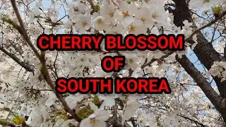 CHERRY BLOSSOM OF SOUTH KOREA
