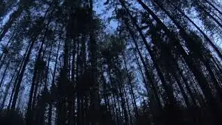 Глухариный ток, ч.2