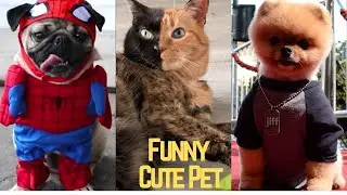 Funny cute animals cats and dogs | 03