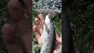#форелеваярыбалка#troutfishing
