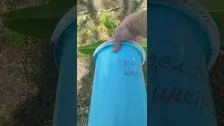 Волшебный банан.