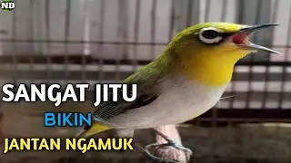 Burung Pleci Betina Memanggil Jantan