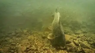 Catching Carp in Strong River Current - Amazing Underwater Footage