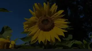 Girassóis de Van Gogh - Baco Exu do Blues (legendado)