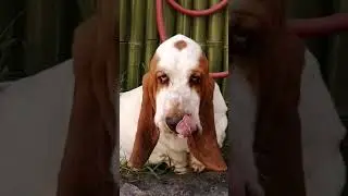 Basset Hound,Marshmellow Praderas