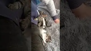 А вы согласны с этим высказыванием?? ПОДДЕРЖИТЕ ЭТИХ МАЛЕНЬКИХ КОТЯТ💰, ссылка в описании #shots #cat