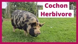 Le cochon Kune Kune : Un allié en agroforesterie