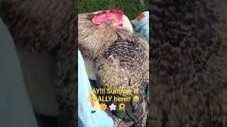 Say Hello to Samson! & Show support. Let's make him go viral! 👋 #Supportdisabledchickens  #chicken