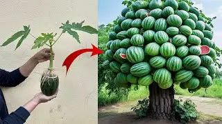 How to Grafting Papaya With Watermelon Get a lot of benefits 100% success