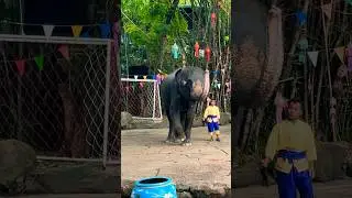 Elephant Dancing #thailand #elephantvideo #dance #bangkok #safariworldbangkok #pattaya #trending