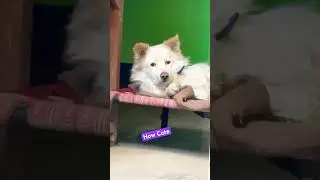 Pilu aaa..aaa pilu aaa.aaa 😤😡❤️ #vlog #dog #dogs #shortvideo #viral #ytshorts #reels