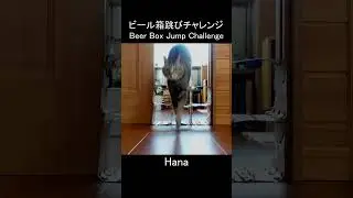ビール箱跳びチャレンジなねこ。 #Shorts