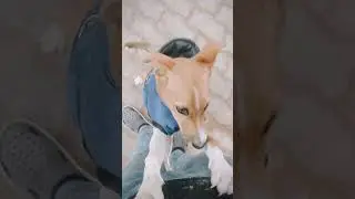 #Honeyboi #allahabadi #2023 #2023 #funny #dog