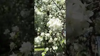 Яблони цветут! Май 2023. Красота!
