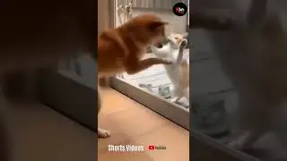 Cat, Dog and Mirror 😂 Funny #Shorts