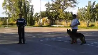 Practica con pastor aleman de echado a junto