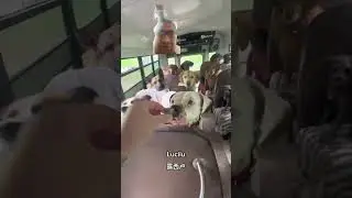 Doggo School #trending #trendingshorts #dog #doglover #cute #animals #reels #tiktok