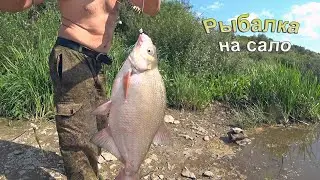 Эта снасть ловит леща и успешнее старого монтажа. Сало с перчиком и чесноком он любит . Рыбалка.