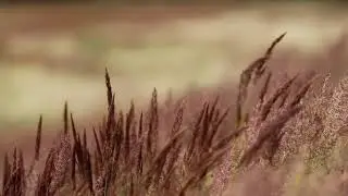 Ковыль Ветер Движение · Бесплатное видео