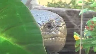 Squirel Documentatation