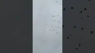 Таджикские птицы молодежь