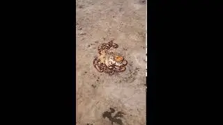 strange octopus.