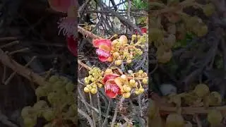Удивительный Тайланд (2)