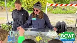 What is in our wetland model?