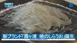 新ブランド「霞ヶ浦　暁のしらうお」誕生