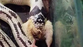 Lampropeltis zonata