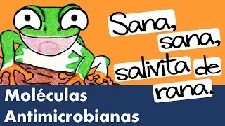 Lisozima, Defensinas, Proteínas de Unión al Hierro | Moléculas Antimicrobianas