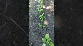 астры #дача #огород #рассада #астра