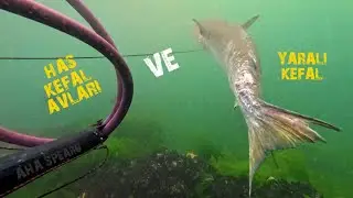Muhtemelen Yunus balığının yaraladığı kefali avladım. Zıpkınla has kefal avları